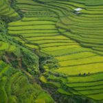 Vietnam Rice Fields - aerial photography of green mountain