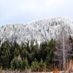 Bulgaria Mountains - green trees near mountain during daytime