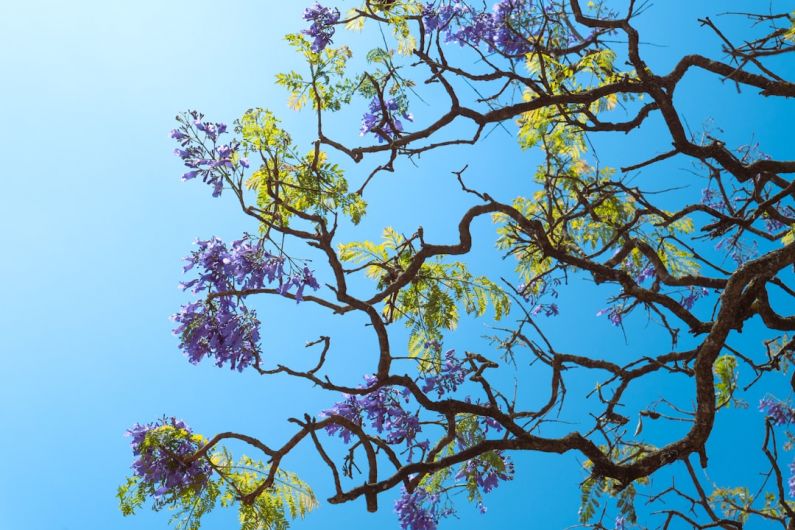 Nature Preservation - a tree with purple flowers in the foreground and a blue sky in the background